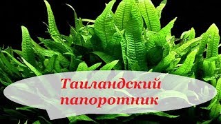 Таиландский папоротник, узколистный, винделов, содержание в аквариуме, размножение.