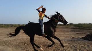 Full Horse Racing in Vijay villash mandvi kachchh gujarat