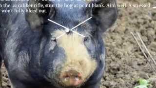Homestead Hog Butchering: Slaughtering