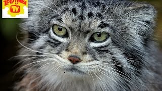 ♛БЕЛЫЙ  МИШКА ТАНЦУЕТ ВЕСЕЛО )) Новосибирский зоопарк, злата  кормит мишку !! жизнь животных