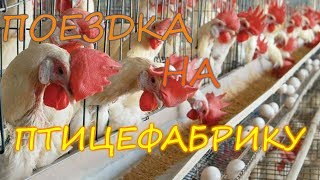 Поездка на птицефабрику за курами\\Жизнь в деревне