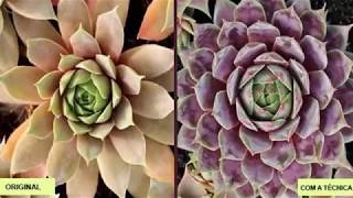 suculentas coloridas | suculentas coloridas como fazer ?