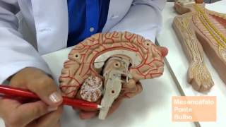 Sistema Nervoso: divisão anatômica