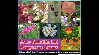 5 Beautiful But Toxic Flowers | wonderful mp4 junction