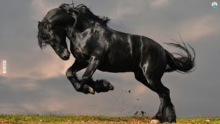 10 Horse Breeds You Will Not Believe Exist 2020