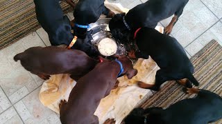 Pinwheel of Puppies Enjoying Dinner || ViralHog