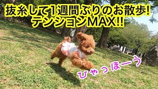【抜糸＆お散歩解禁】1週間ぶりのお散歩で跳ねるトイプードル「トイプードルのコロン」
