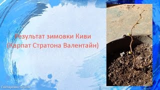 Результат зимовки Киви Карпат Стратона Валентайн