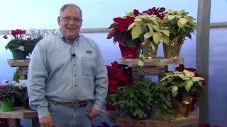 What to do with Christmas plants after the holidays