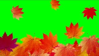 Green Screen Autumn Leaves Falling Free Transitions Swipe / Футаж Переход Листья падают осень