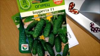 Огурец сорт. Лучшие сорта огурцов!Обзор семян!Какой сорт огурцов выбрать.?