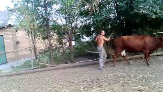 Как лишить корову вздутия / How to deprive a swelling cow