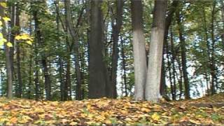В. Власов. НУ ГДЕ ЖЕ ТЫ, ЛЮБОВЬ МОЯ ... видеограф BELENKUR