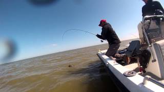 Catfish "from" Black Sea@Strike Pro Flap Jack
