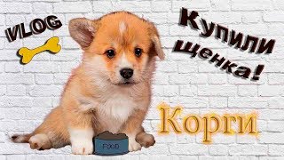 VLOG: Купили щенка Корги