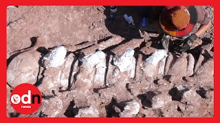 Has the World’s LARGEST Dinosaur been Found in Argentina?