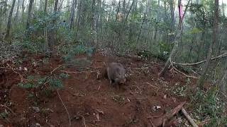 2016年11月5日　有害鳥獣捕獲　イノシシ　くくり罠