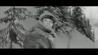 Наша Дарья-Старый клен