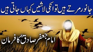 Imam Jafar Sadiq RZ Ne Farmaya | Janwar Marny Ke Bad Kahan Jaty Hain | Islamic Stories