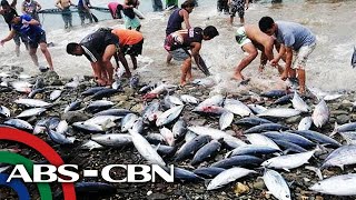 Himala o Babala ng Tulingan | Rated K