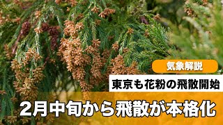 東京都がスギ花粉の飛散開始を発表　ウェザーニュース見解では2月中旬から飛散が本格化