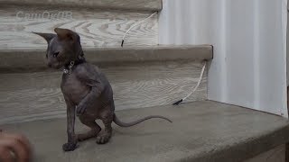 Лысая египетская кошка(котенок). Сфинкс. Sphynx cat.