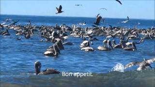 Un Dia en la Vida de los Pelicanos