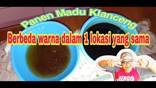 Panen Madu Klanceng berbeda warna di 1 lokasi budidaya. Lebah Trigona / Kelulut  Farm Edukasi