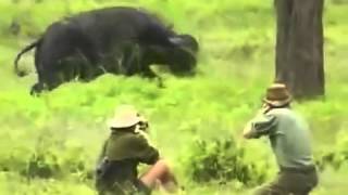 ОХОТА НА БУЙВОЛА
