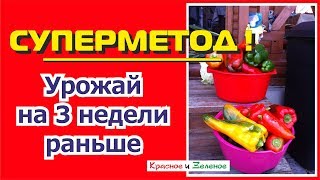 Суперметод! Урожай перцев и баклажанов на 3 недели раньше!