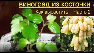 Виноград Выращивание  из семян Советы Рекомендации Grapes grow themselves from the seed advice
