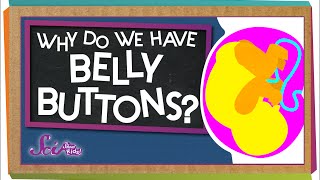 Why Do We Have Belly Buttons?