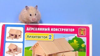 Игровой Домик для Хомяка  Хомки ютуб
