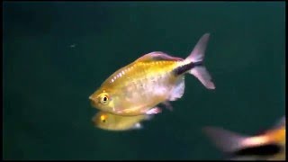 Брицинус длинноплавничный, Конго бриллиантовый (Brycinus longipinnis, Long-finned tetra)