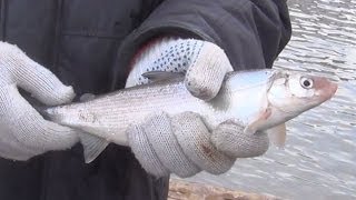 Красивый Сиг - вкуснейшая рыба пойманая на удочку наживка веснянка рыбалка