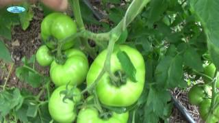 НИЗКОРОСЛЫЕ ПОМИДОРЫ-ОКОНЧАТЕЛЬНАЯ ФОРМИРОВКА КУСТОВ.