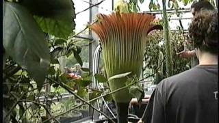 CORPSE FLOWER [ Amorphophallus titanum ] @ University of Washington, 2011