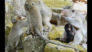 WOW ! Sweetpea Unlucky Cry loudly-Big Monkey hard Bite tail SP/Wild Monkey