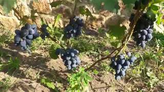 Виноград Брускам.Технический сорт винограда Брускам.Grape varieties