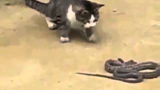 Кот против змеи Cat vs snake Юмор! Прикол! Смех