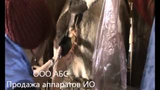 Искусственное осеменение коров 2