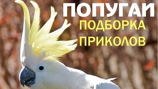 Попугаи прикольно танцуют, поют, разговаривают (приколы про попугаев)