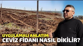 Ceviz Fidanı Nasıl Dikilir? Uygulamalı Anlatım