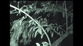 СТРАШНЫЕ и ЖУТКИЕ СУЩЕСТВА заснятые в лесу