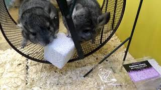 Камень для сточки зубов шиншилл (мел-пемза) Zelena Zoo
