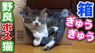 野良猫 箱 ダンボール箱にぎゅうぎゅうに収まるボス猫 Funny Cats Box Japanese traditional house