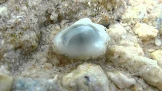 Déplacement d'une Porcelaine monnaie (Cauri) sur un platier de l'atoll de Fakarava, Polynésie