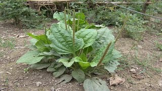 Llanten Como Se Prepara ? Para Que Sirve La Planta De Llantén