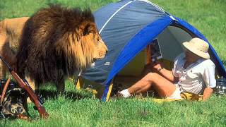 Охота на львов и последствия / Lion Hunting