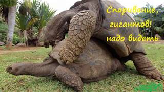 Спаривание, гигантов. Надо видеть.
